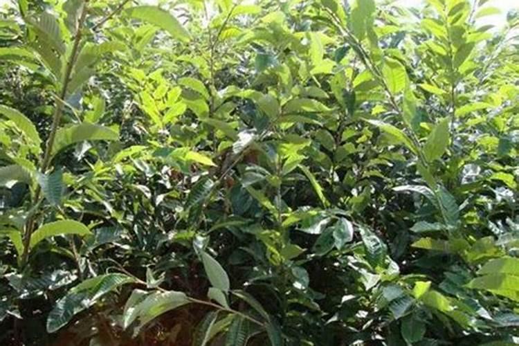 你好!今年种植大榛子,180棵,死了100来棵,我想问问是什么原因？谢谢