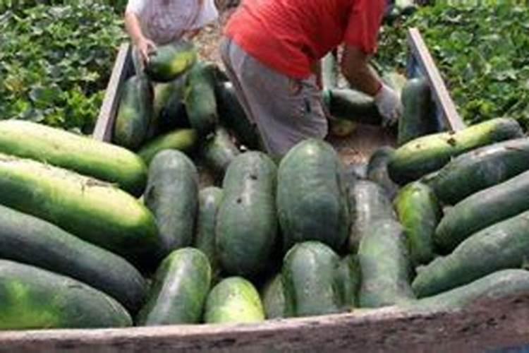 冬瓜苗期用什么肥料