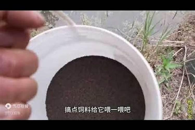 月季移栽后叶子发黄枯萎怎么办