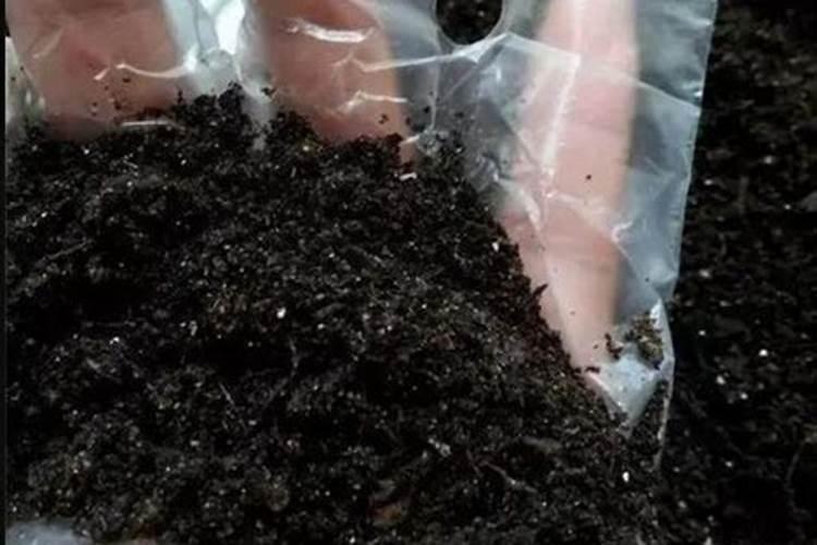 家里种花用什么肥料 家里种花用什么肥料好