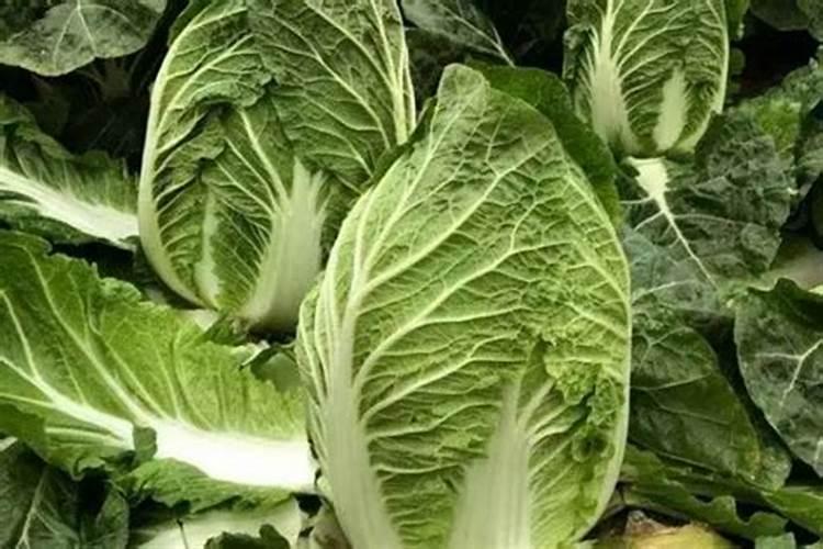 白菜冲施什么样的冲施肥