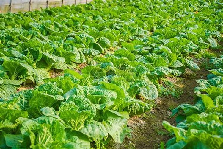 白菜追肥用什么肥料好