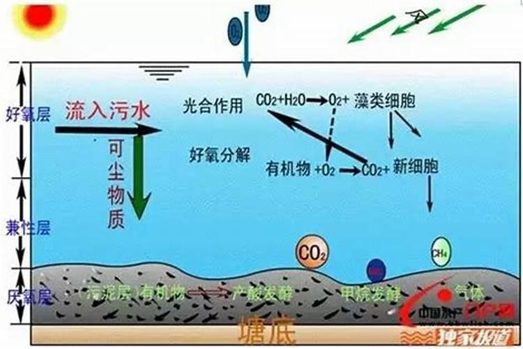 叶面肥哪种成分的好