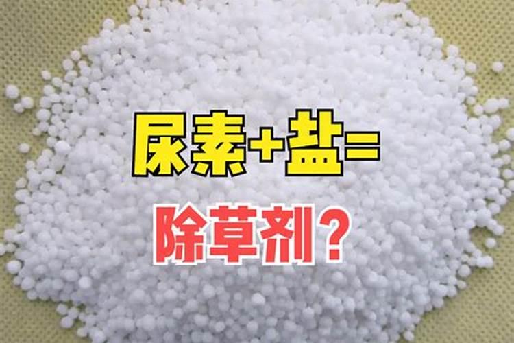 水培绿萝用什么肥料