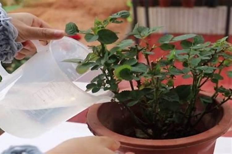 月季花施什么肥料好