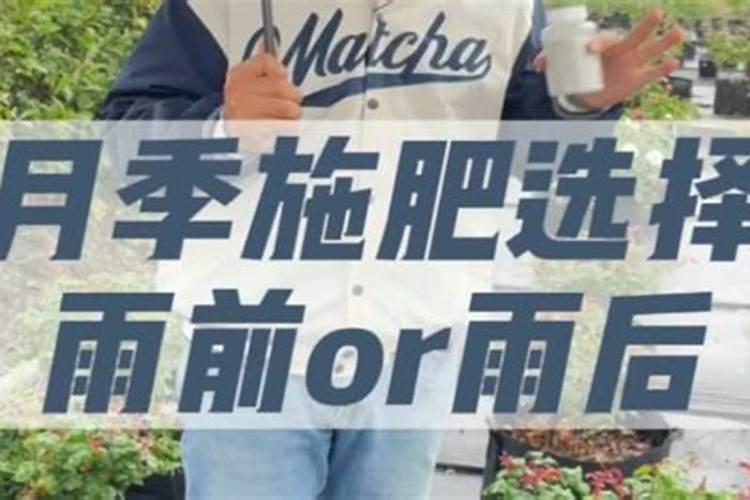月季梅雨季节怎么施肥？