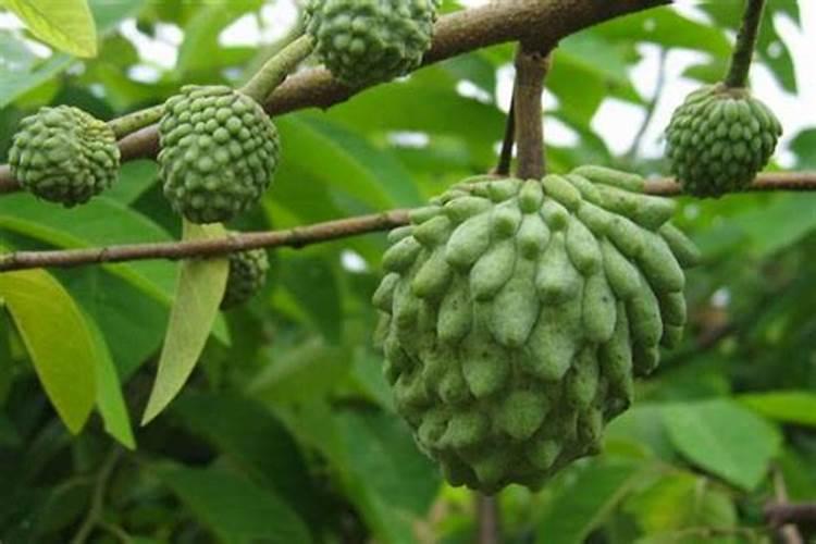 种释迦果施什么肥
