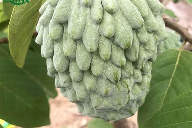 如何种植释迦