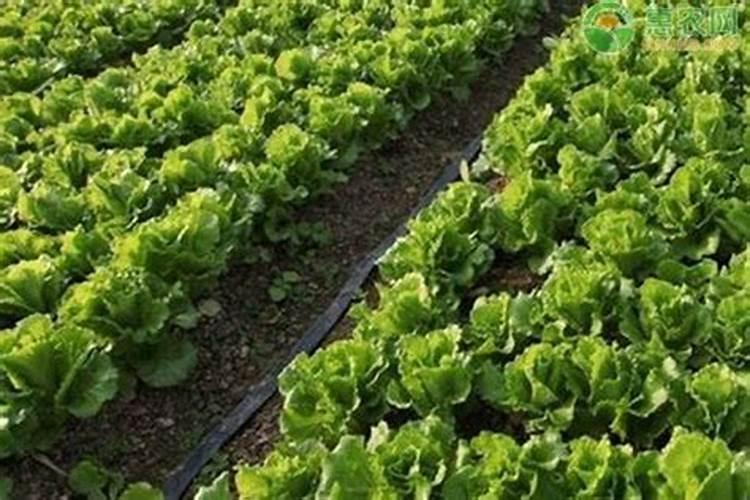 蔬菜叶面施肥应该用什么肥料好