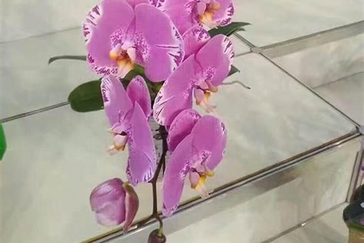 蝴蝶兰开花时能施肥吗 施肥方法是什么