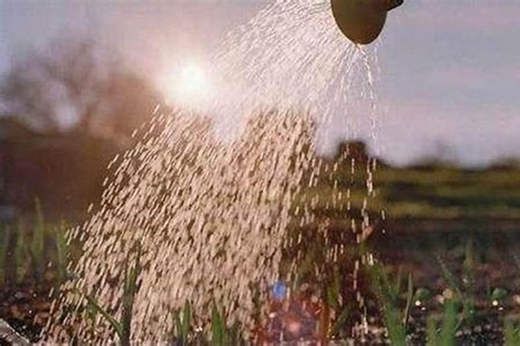 一喷雾器30斤水加多少尿素？