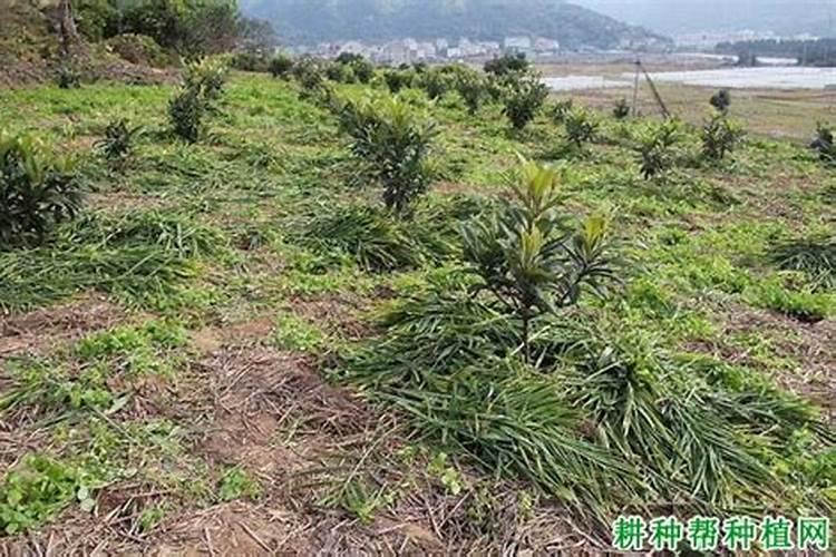 枇杷怎么种才长得好