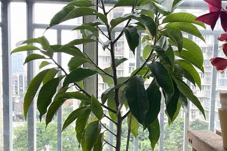 黄果兰花的养殖技巧 黄果兰花怎么养才长得好