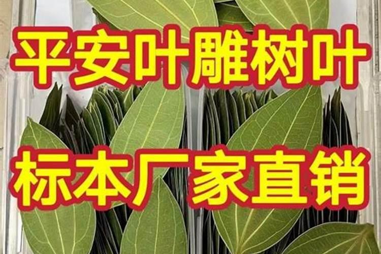 水稻秧苗怎么管理提高分蘖