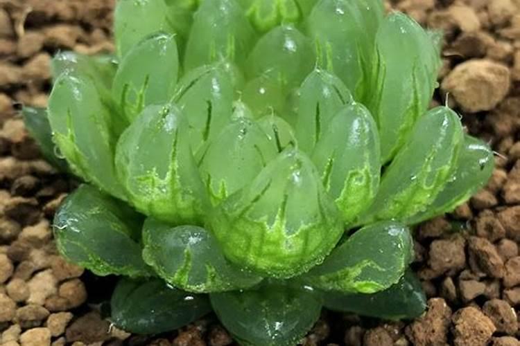 蔬菜浇什么肥料最好