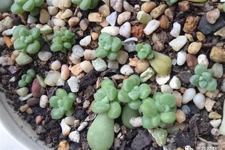 花草浇什么肥料合适