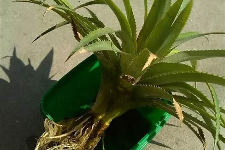 凤梨怎么养殖方法和注意事项