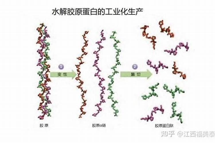 氨基酸和鱼蛋白到底有什么区别,差别在哪里呢？