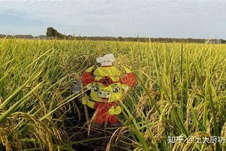 甲壳素水溶肥的功效与作用