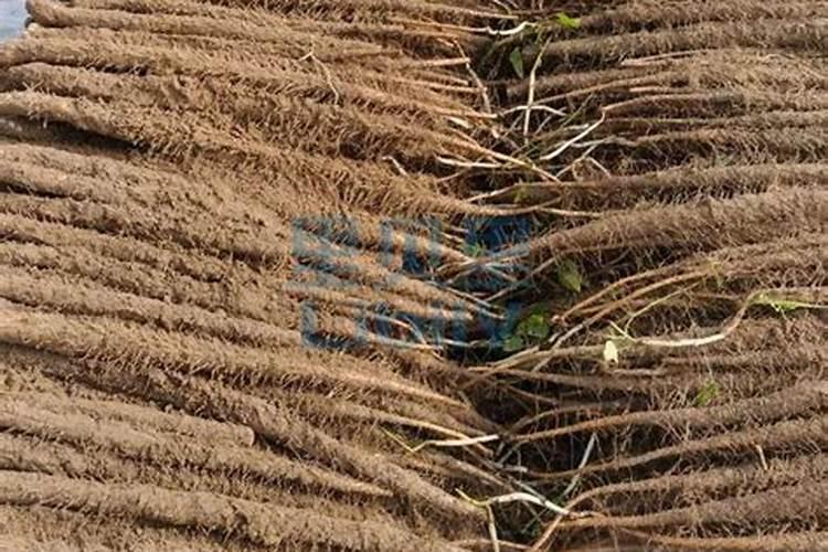 山药用腐殖酸水溶肥做底肥怎么样？底肥什么时候用效果最好？