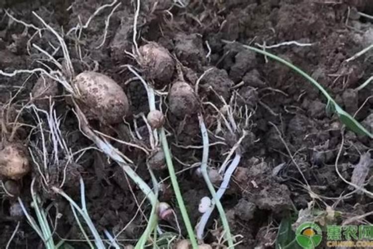 中药材促花保果根茎块膨大素？板蓝根增产肥什么时候施肥？