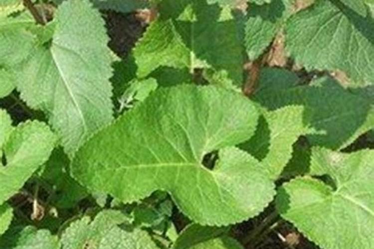 药材膨大快,须根多,质地坚实,选择什么肥料比较好