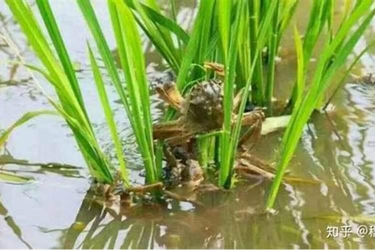 氮肥在水稻有什么作用