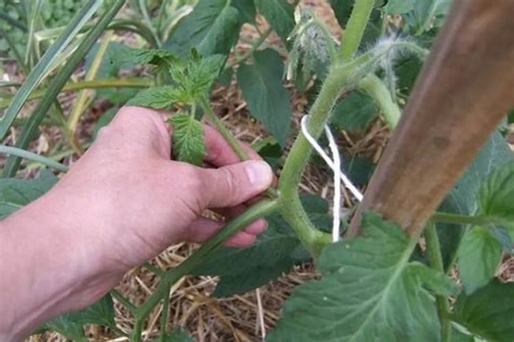番茄结果期施什么肥好,如何施肥