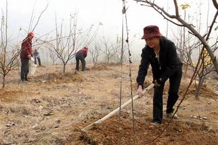 苹果树补钙的叶面肥有哪些苹果树叶面肥一年喷几次都喷什么肥