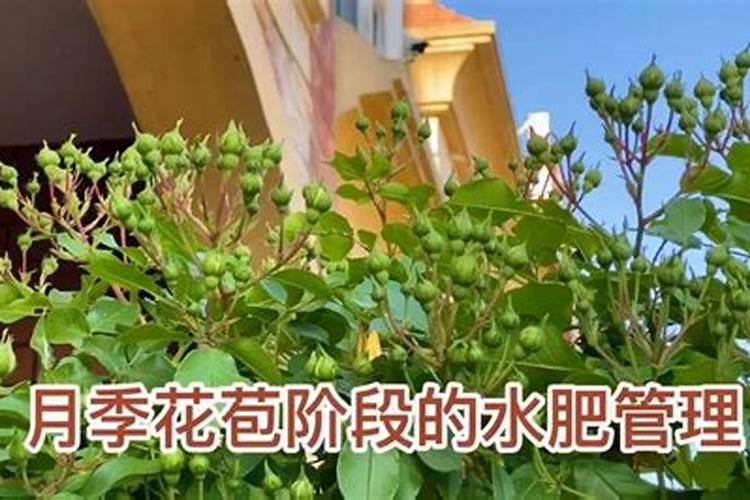 月季春天种植怎么施肥