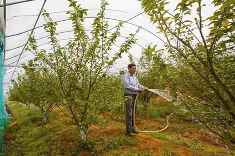什么花需要施骨粉 什么花需要施骨粉肥料