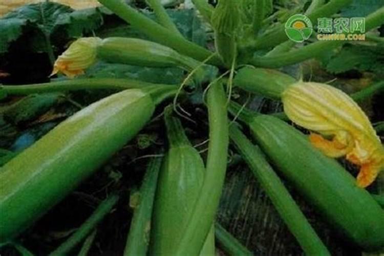 西葫芦的短粗瓜品相不好,怎么防治西葫芦的短粗瓜？