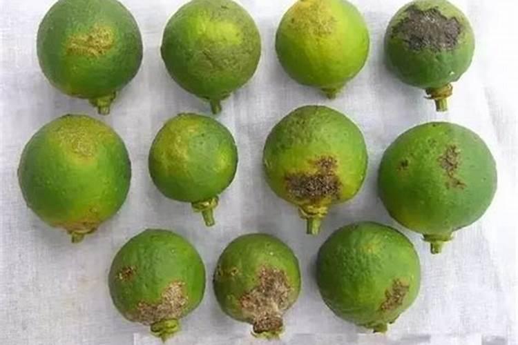西红柿种植过程中出现烂秧子该怎么办