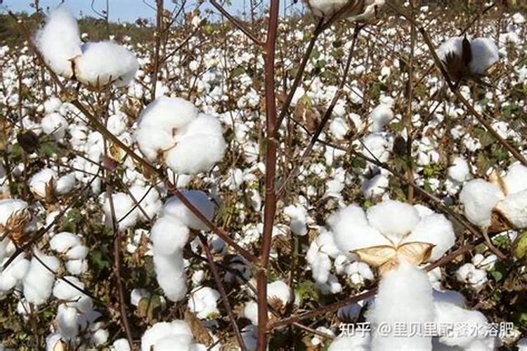 怎么给花补氮肥