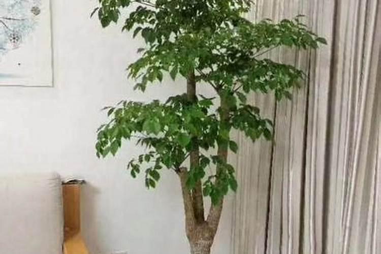 幸福树多久施肥一次