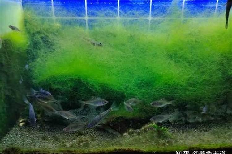 鱼缸的水藻怎么去除啊？