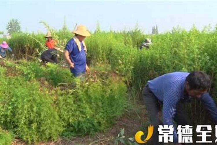 化肥侧位深施,有哪些技术要求？