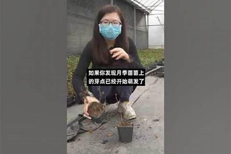 农用硅肥有哪些