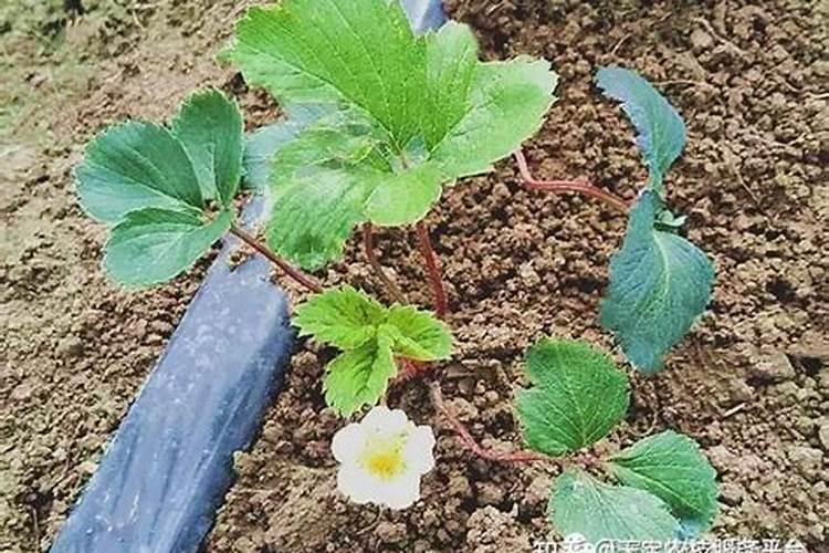 立秋后草莓如何施肥