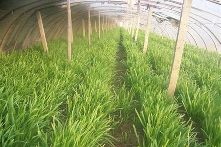 大棚芹菜中后期用什么肥料