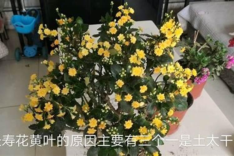 长寿花施肥方法 要注意什么