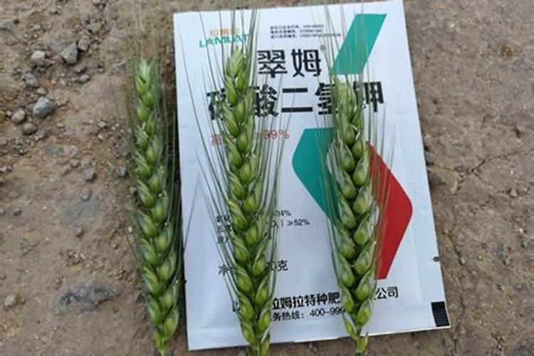生根剂水溶肥叶面喷施效果会好吗