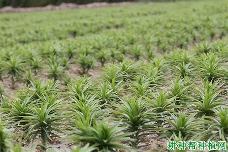 百合施肥方法,用什么肥好