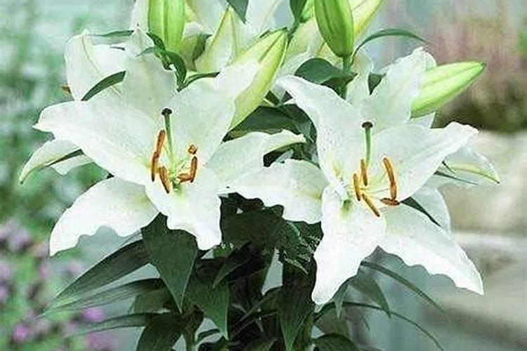 百合花在长花骨朵是可以施肥吗？,是什么肥？