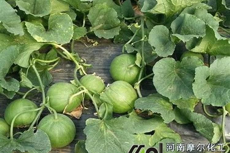 硼肥的最佳使用时期 硼肥的最佳使用是什么时候