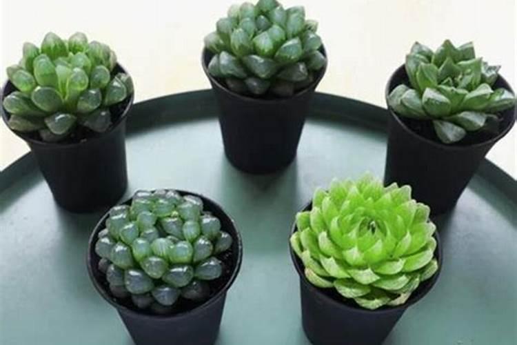 芋头用什么肥料