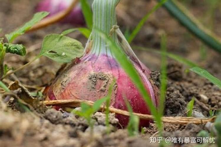 洋葱中后期追施什么肥