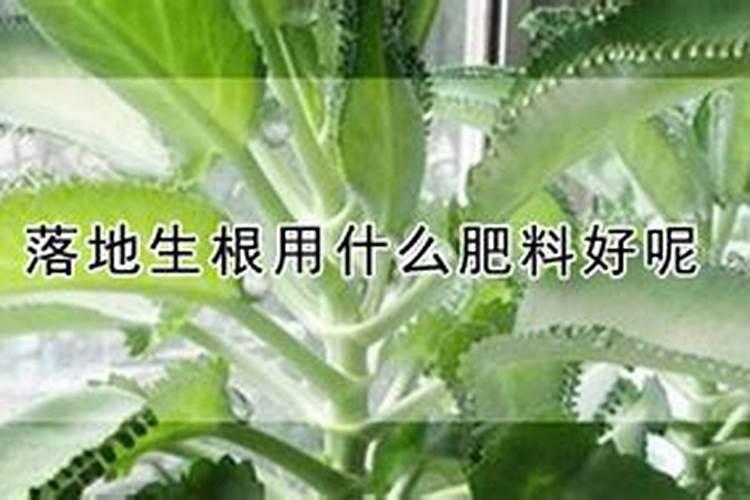 落地生根怎么养殖出状态好看