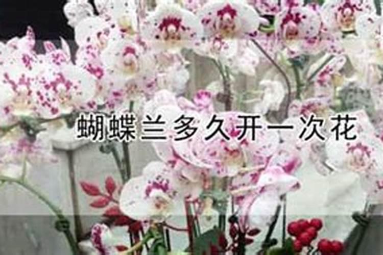 蝴蝶兰浇什么肥最好