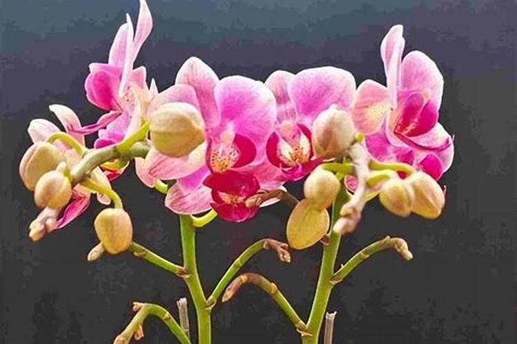 描述蝴蝶兰的花期养护